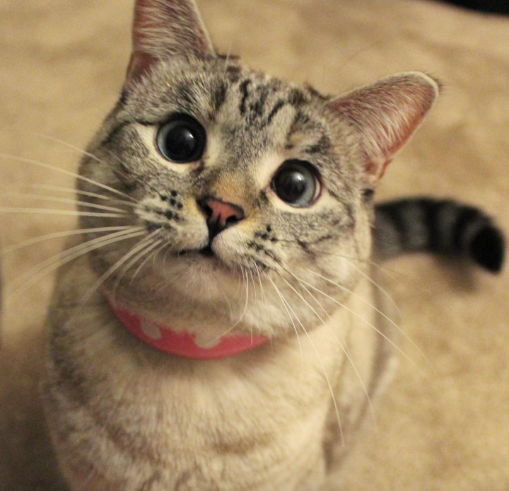 Источник: @nala_cat