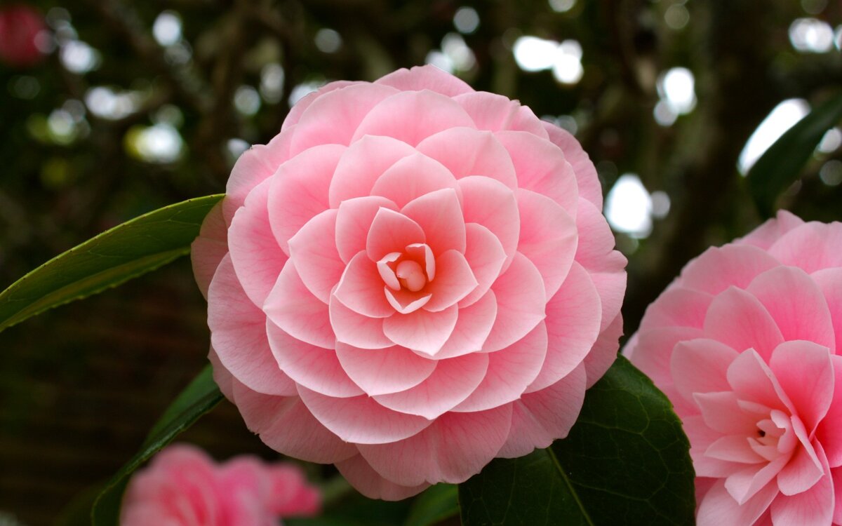 Камелия в природе