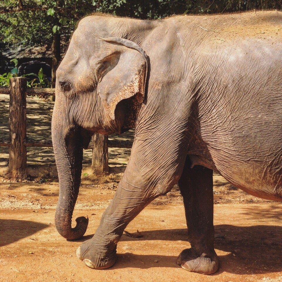 Вот расписание работы парка и жизни слонов:   
8:30 Открытие питомника и касс;  9:00-9:45 Кормление взрослых слонов фруктами; 9:15-9:45 Кормление слонят из бутылочек; 10:00 Стадо слонов отправляется к реке; 10:00-12:00 Купание слонов в реке;
12:00 Возвращение с реки;
12:00-13:45 Кормление взрослых слонов фруктами;
13:15-13:45 Кормление слонят из бутылочек (было недоступно, так как маленьких слонят не было);
14.00 Стадо слонов отправляется к реке;
14:00-16:00 Купание слонов в реке;
16:00 Возвращение с реки;
17:00-17:45 Кормление взрослых слонов;
17:15-17:45 слонят из бутылочек (было недоступно, так как маленьких слонят не было);
17:30 Закрытие касс;
18:00 Закрытие питомника.