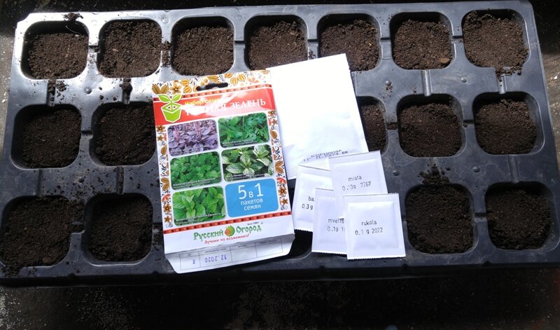 посев зелени на рассаду