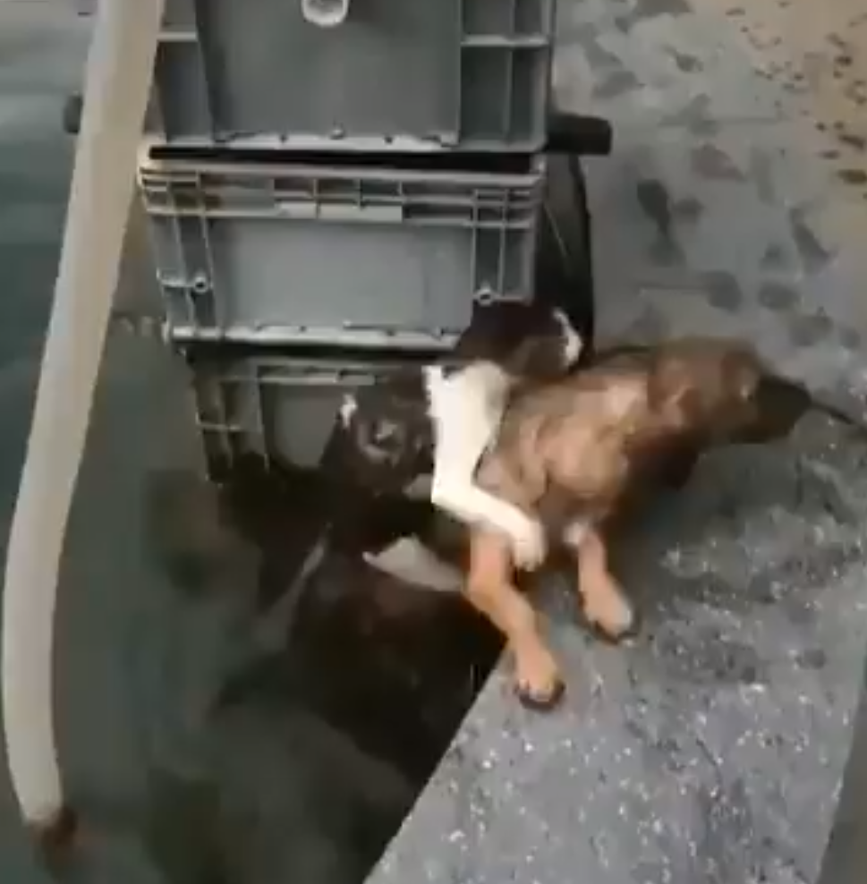 Спасательная операция в самом разгаре