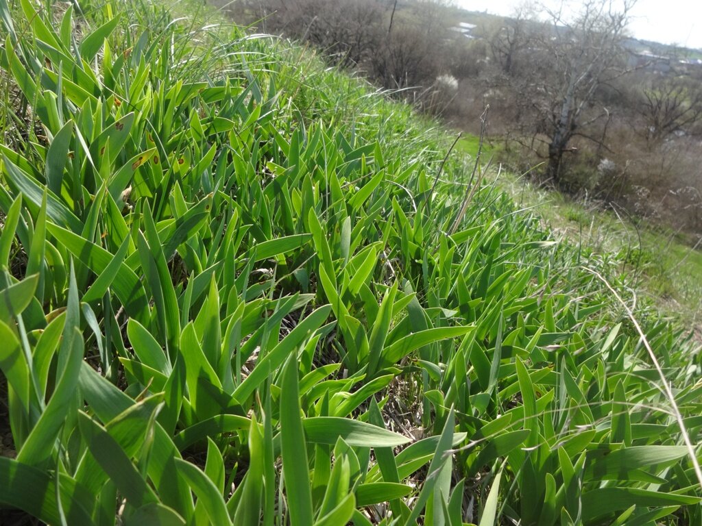 7.04.2016 Ирис (вид справа)