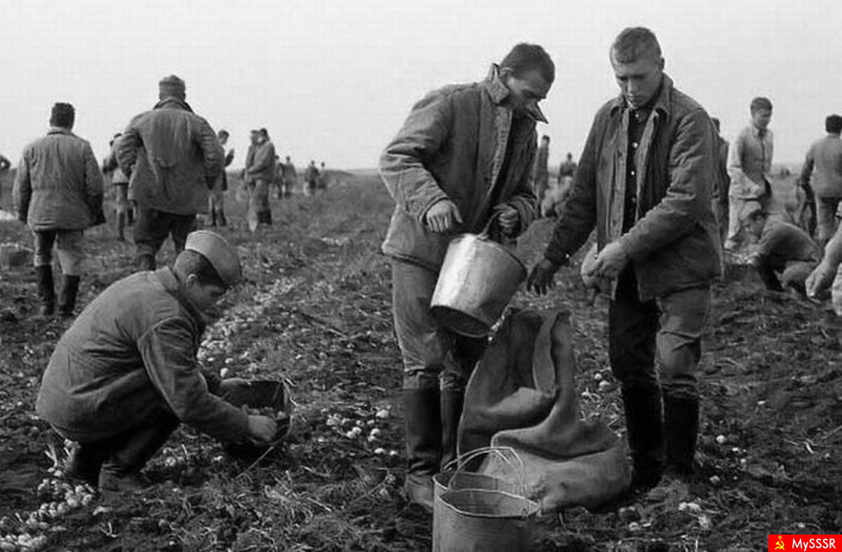 Уборка урожая силами всех подряд  от школьника до профессора это, увы, реальность в СССР. Солдаты и сержанты срочной службы тут занимали особо почетное место.