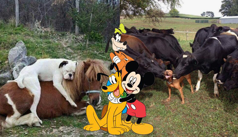 Симбиоз (Дружба) Собак и других животных часть вторая