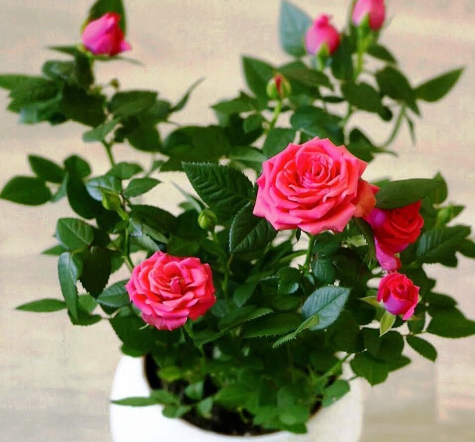 Как ухаживать за миниатюрными розами - Питомник растений