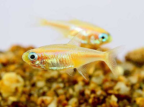 Источник фото: allegro.pl