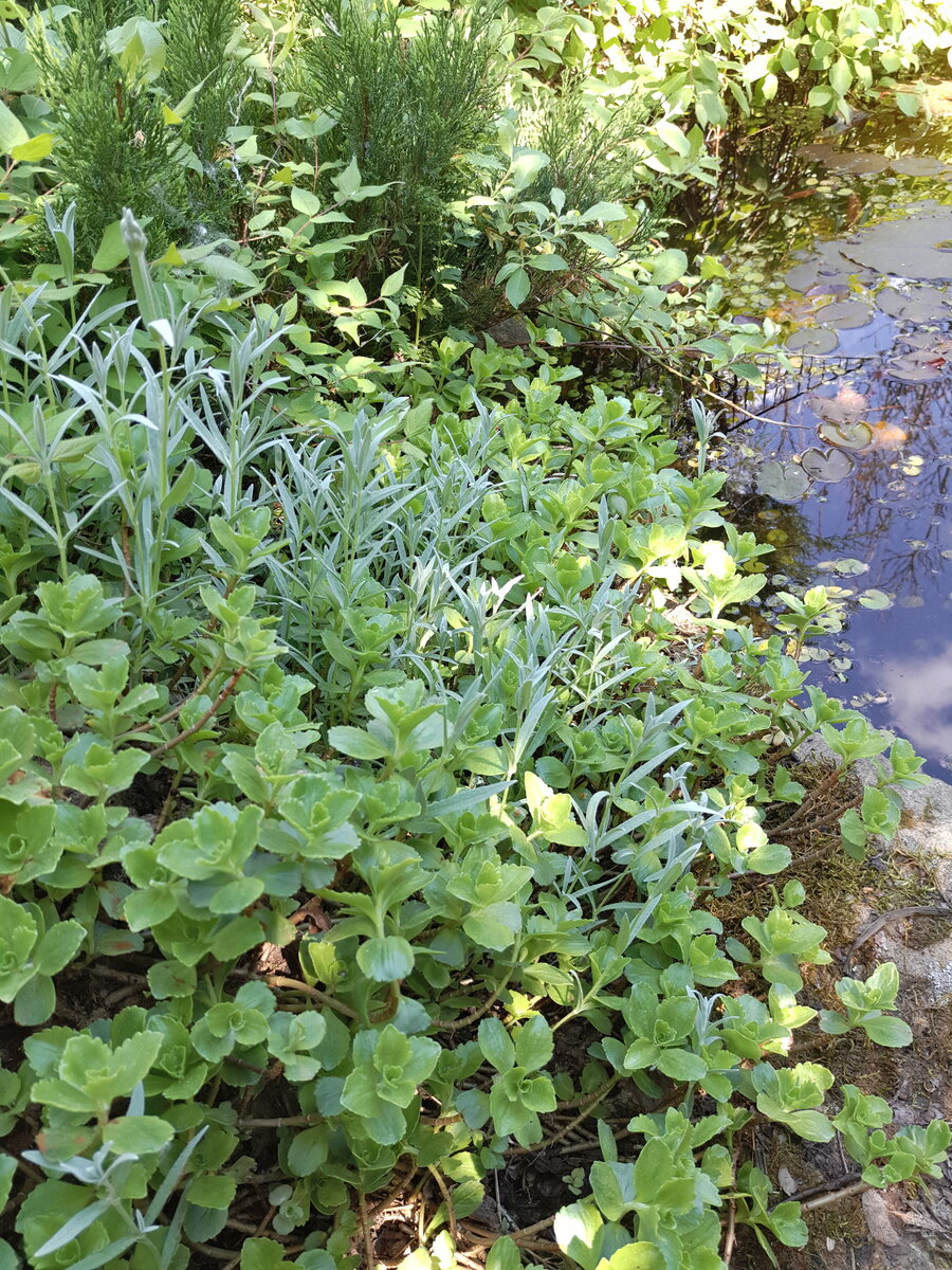 Очиток ложный Розеум на солнышке на каменистом берегу пруда в компании с ясколкой Биберштейна 