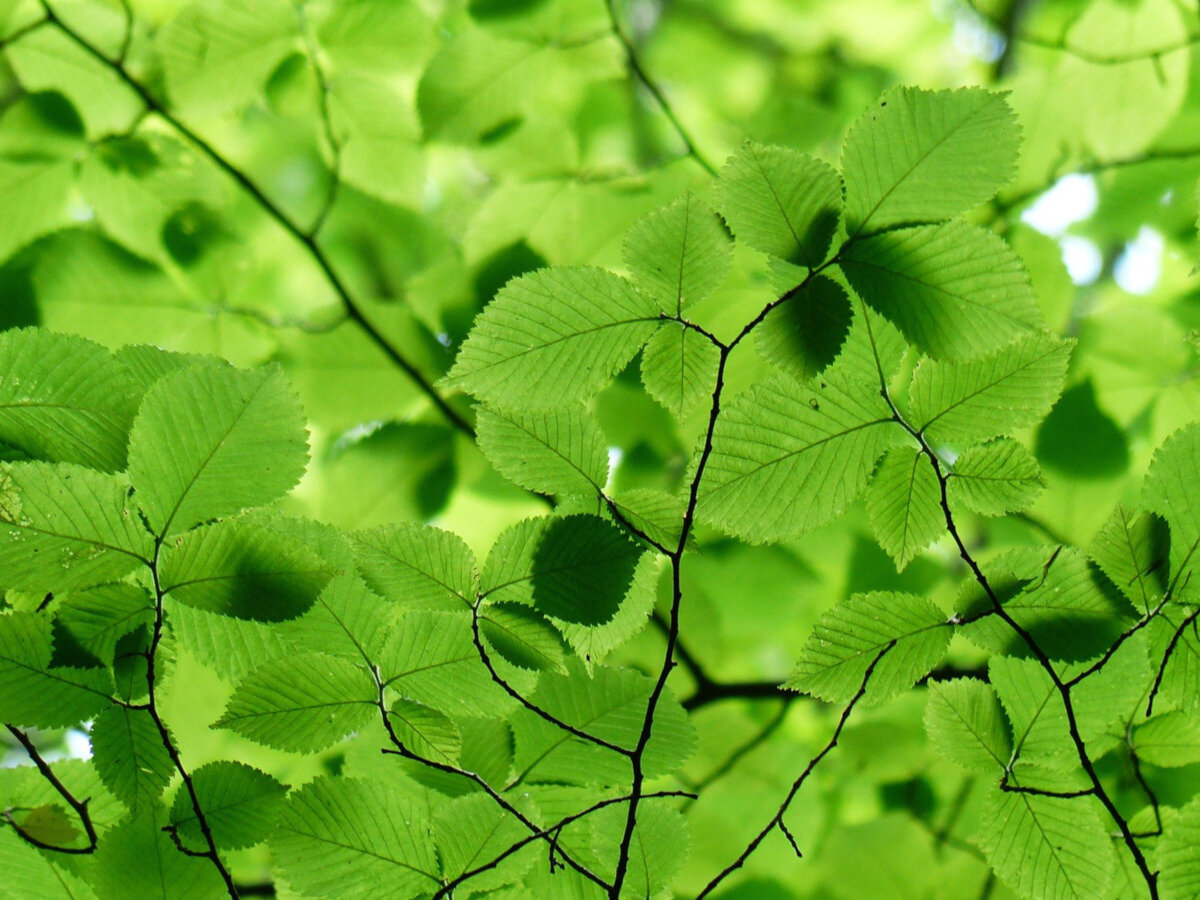 Источник изображения: https://pixabay.com