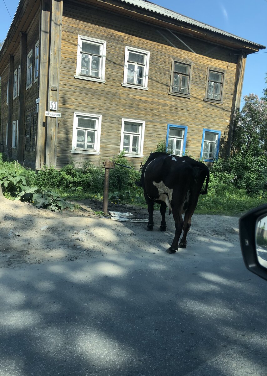 Из Питера в Архангельск через Вытегру и Каргополь | путешествуем сами | Дзен