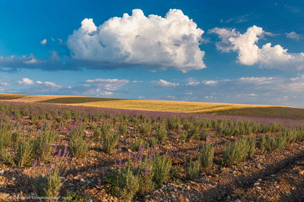 Молодая лаванда рядом с полем пшеницы.