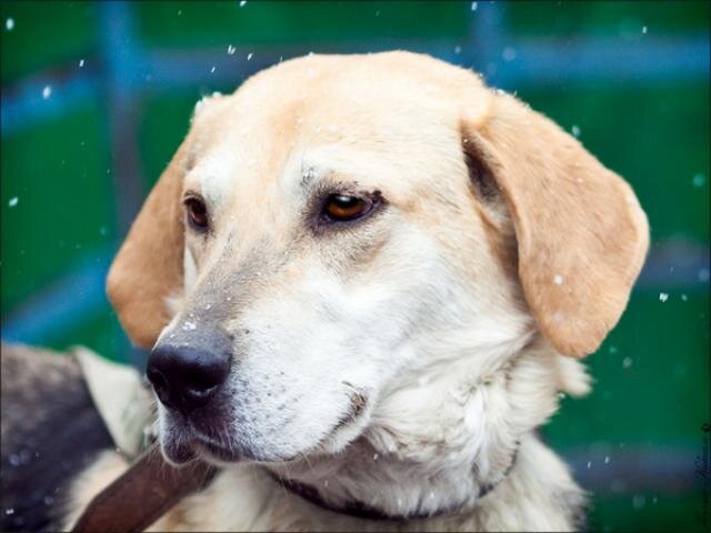 Четвероногого парня на фото зовут Боб, и он - метис гончей и лабрадора. Нашла его на сайте vozmi-sobaky.ru, пес пристроен. Возможно, Ванька-Хитрованька тоже метис лабрадора с гончей, очень уж похожи эти две морды.