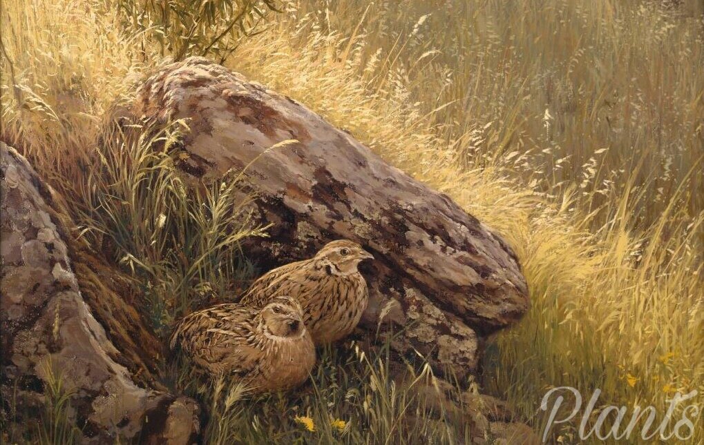 В этот день начинался сезон охоты на перепёлок. 