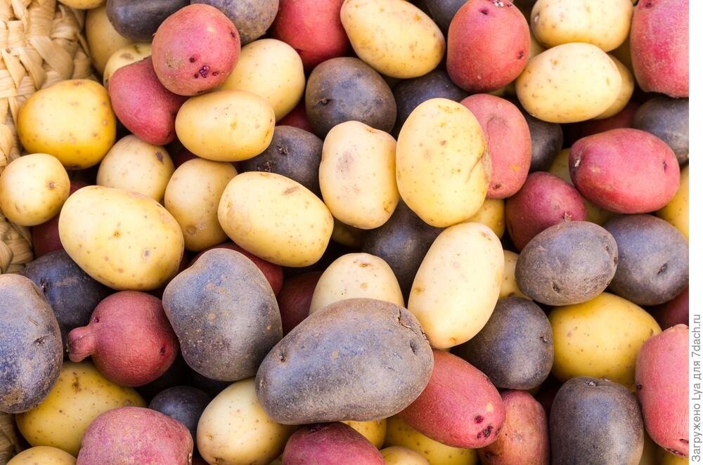 Картофель