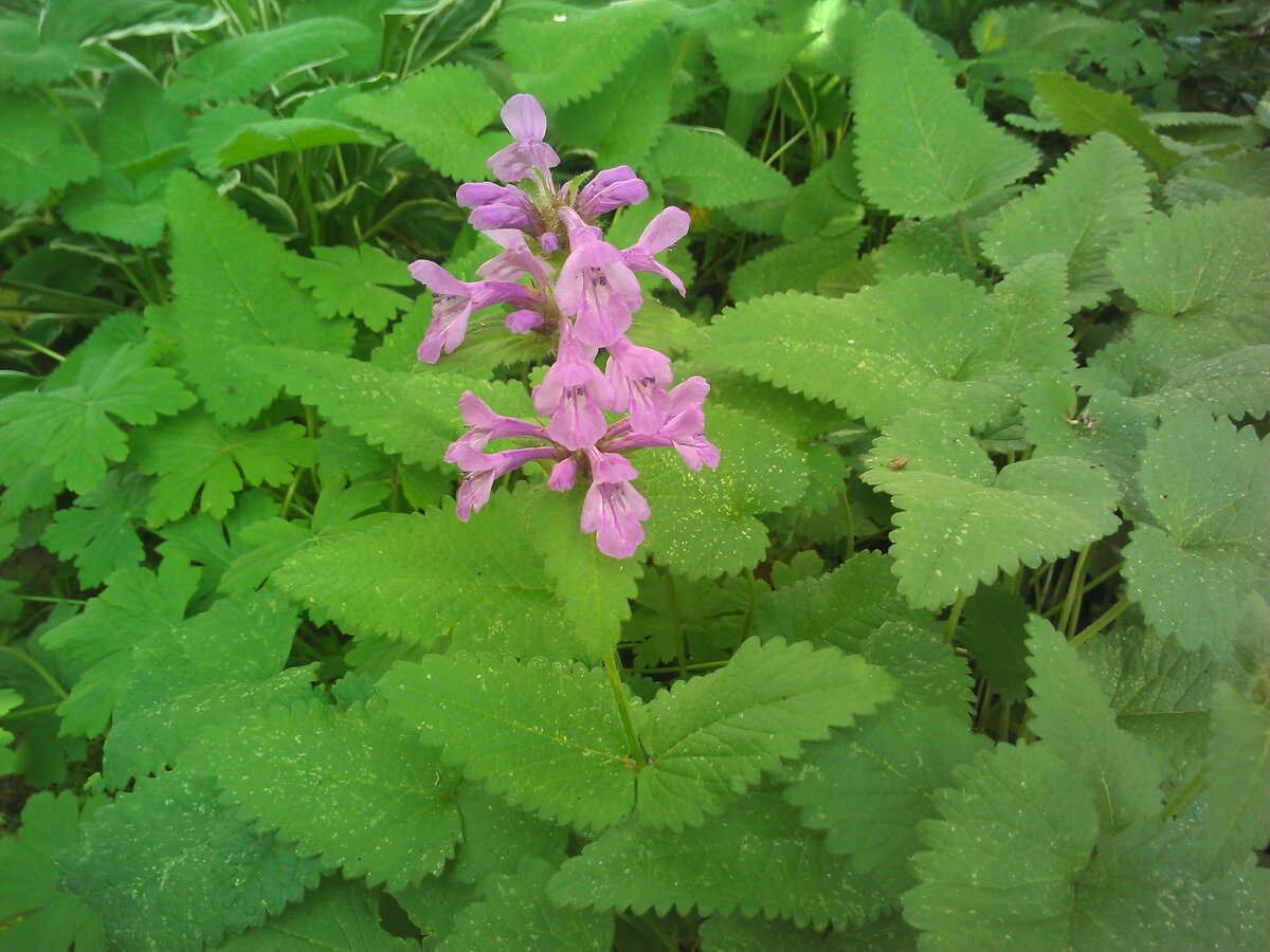В нынешнем очень мокром сезоне цветение многолетника не слишком обильное из-за излишней сырости.