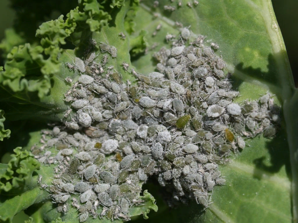 Brevicoryne brassicae. Капустная тля (Brevicoryne brassicae.). Тля капустная Brevicoryne brassicae l.. Капустная тля на капусте.