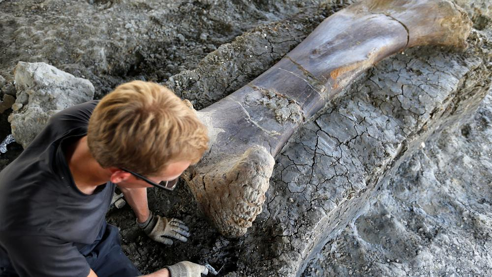 Раскопки, Динозавры, История