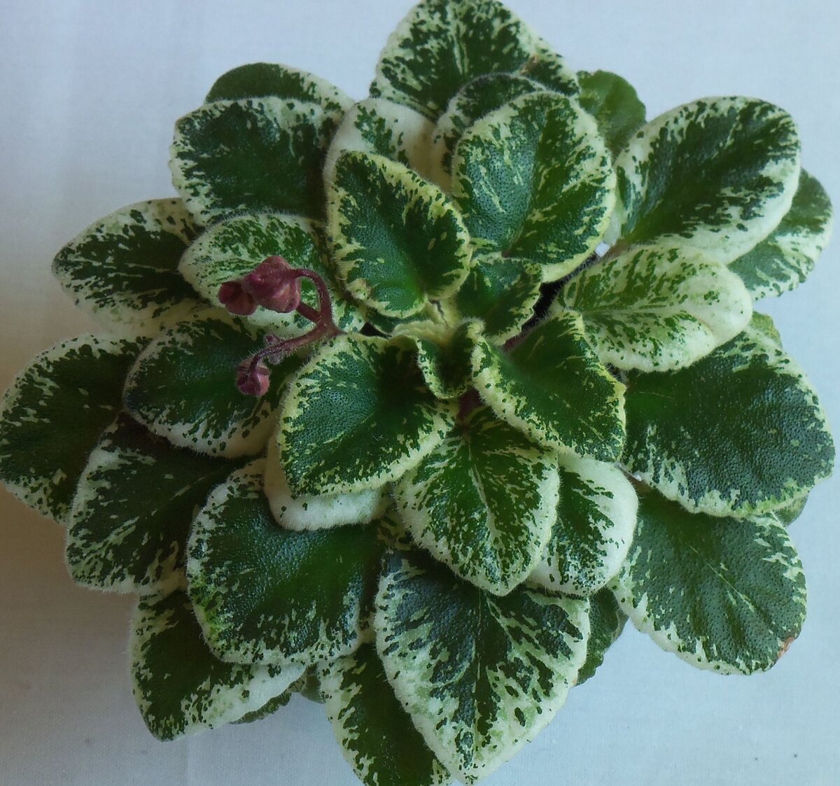 сорт  Sassy Angel