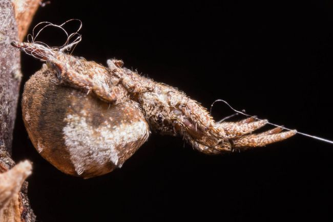 Увеличенное изображение треугольника-паука-ткача (Hyptiotes cavatus). Обратите внимание, что на его задних ногах шелк, а на передних - еще одна прядь. Как только добыча приземляется в паутине, паук выпускает шелк на заднюю ногу, что заставляет его бросаться вперед, как  из рогатки.