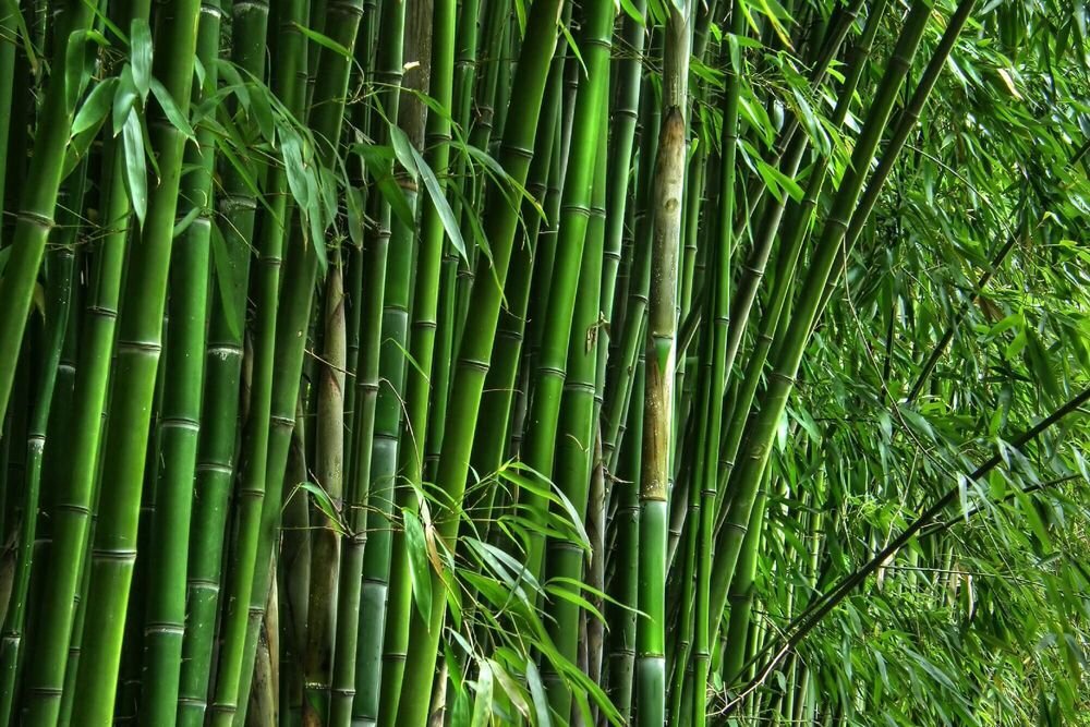 Рецепты из бамбука