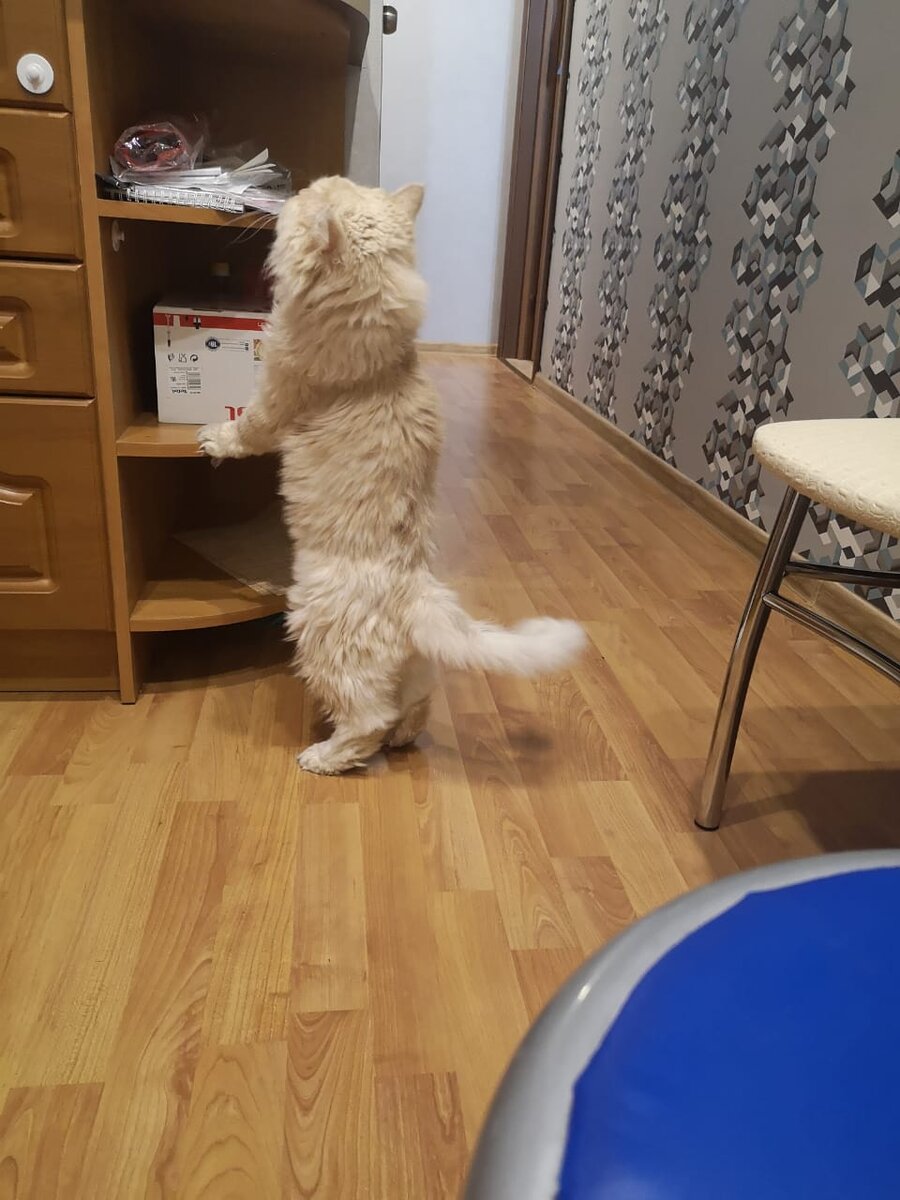 Осматривает новую территорию)). 