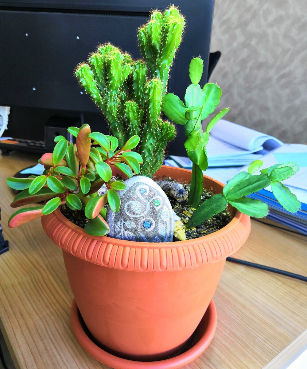 Как часто мы чувствуем, что наша энергия уходит - будто тепло покидает дом. А вместе с ней уходят наши жизненные силы, наше здоровье и надежды на благополучное будущее. Как же залечить энергетические "раны" вашего дома, как защитить его от чужеродного энергетического вторжения и от утечек жизненной энергии? Домашние растения и животные, камни и кристаллы - это "скорая помощь", которая всегда рядом. 