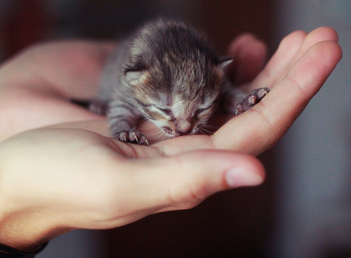 Яндекс. Картинки.