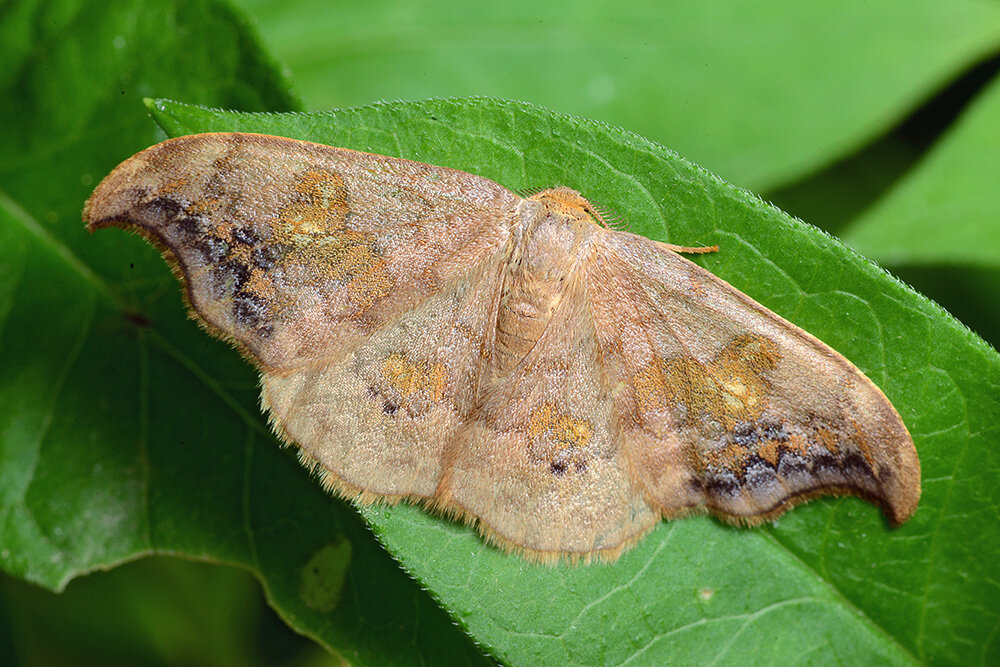 Серпокрылка дубовая