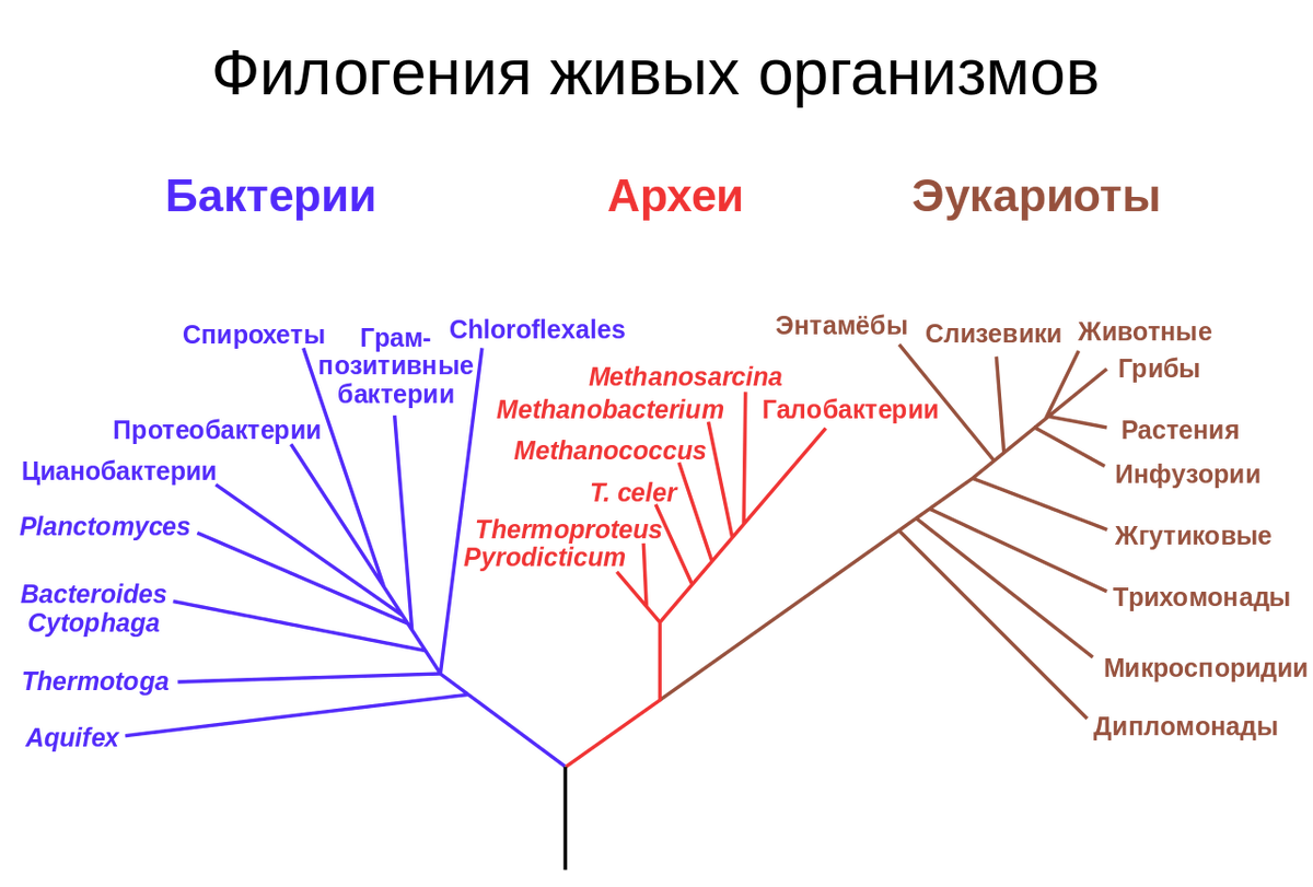 Фото с Wikipedia