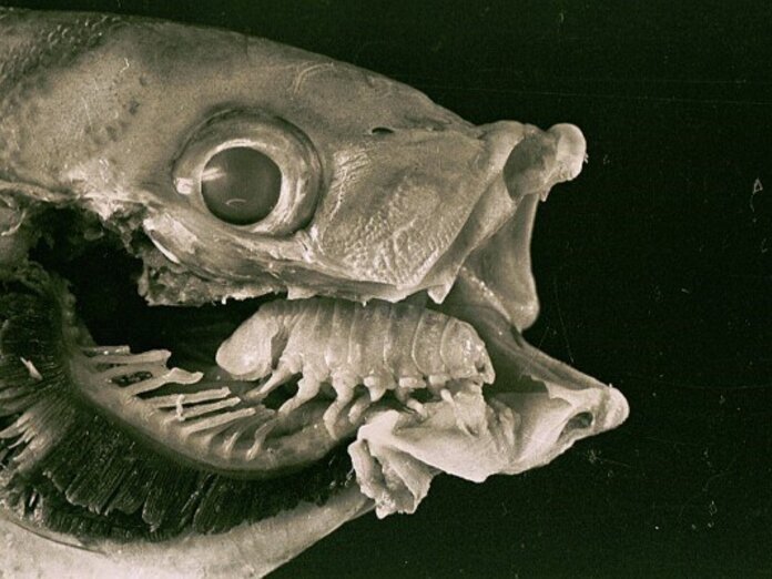 Есть вид паразитов, которые у рыб место языка занимают, а рыбы молчат