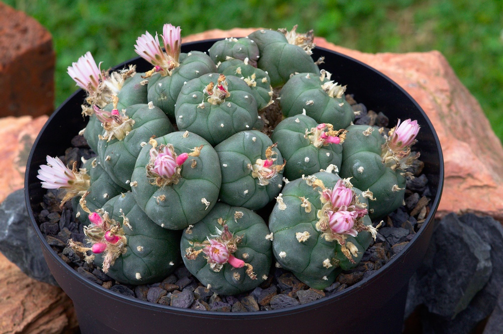 Опунция как размножить. Кактус Lophophora williamsii. Пейот (Lophophora williamsii. Гимнокалициум Бруха. Лофофора Уильямса.