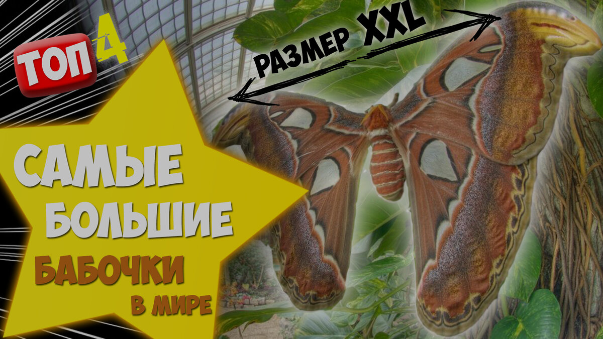 В мире встречается огромное количество крылатых красавиц различной окраски и размеров. Мы привыкли к бабочкам небольших размеров. Но среди всего разнообразие, есть и поистине гигантские бабочки.