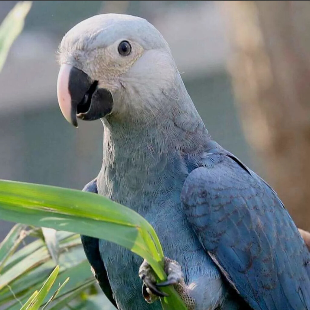 голубой ара спикса. попугай кардинал. многоцветный лорикет попугай. редкие попугаи. жако зеленый.