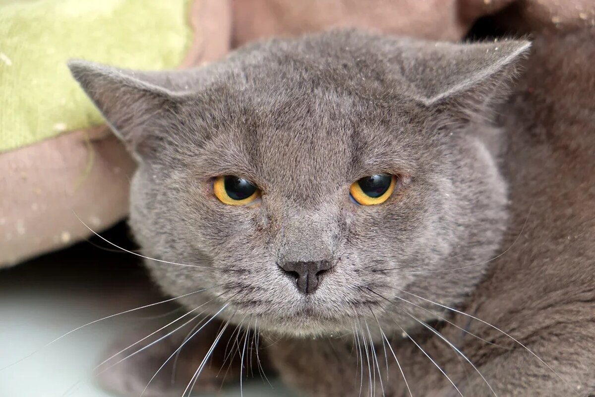 Дом тысячи кошек 🐈🐈🐈🐈 | Центр помощи кошкам «Муркоша» | Дзен