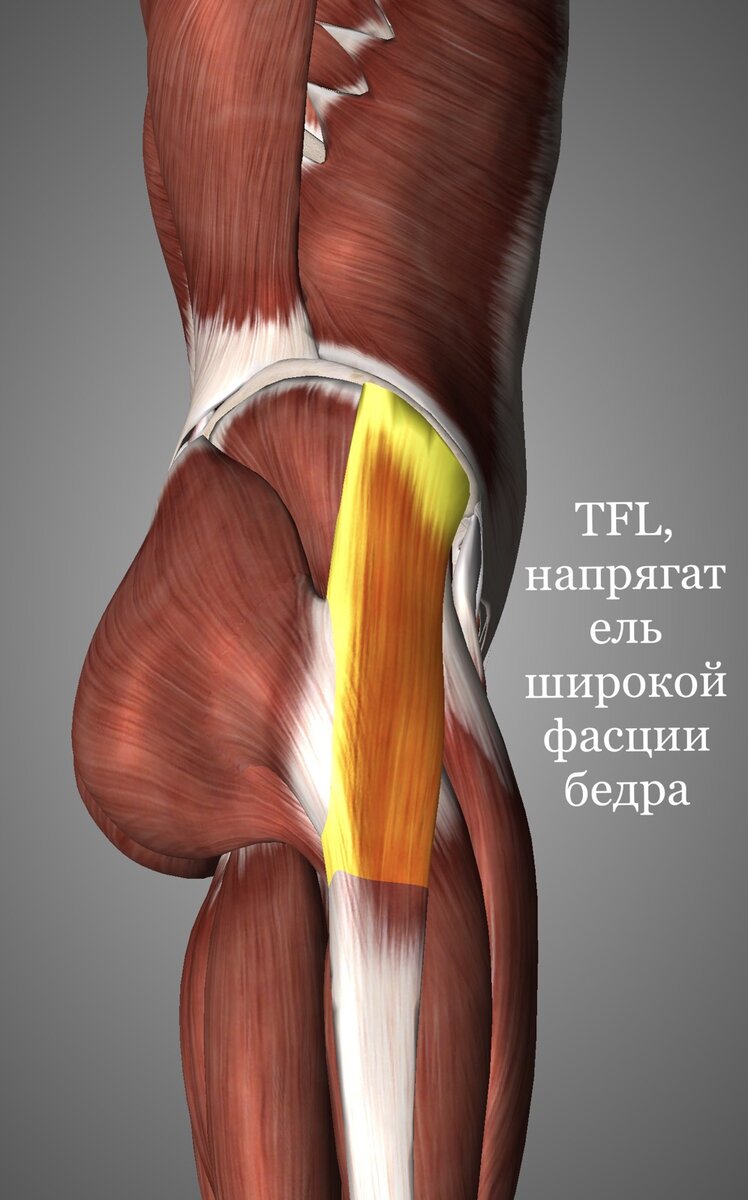 Напрягатель широкой фасции бедра