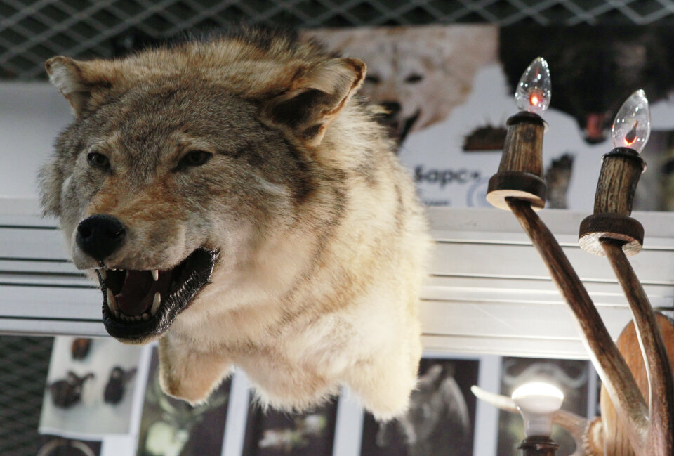 Голова волка на международной выставке «Охота и рыболовство на Руси» на ВДНХ в Москве. Фото: Мария Девахина / РИА Новости