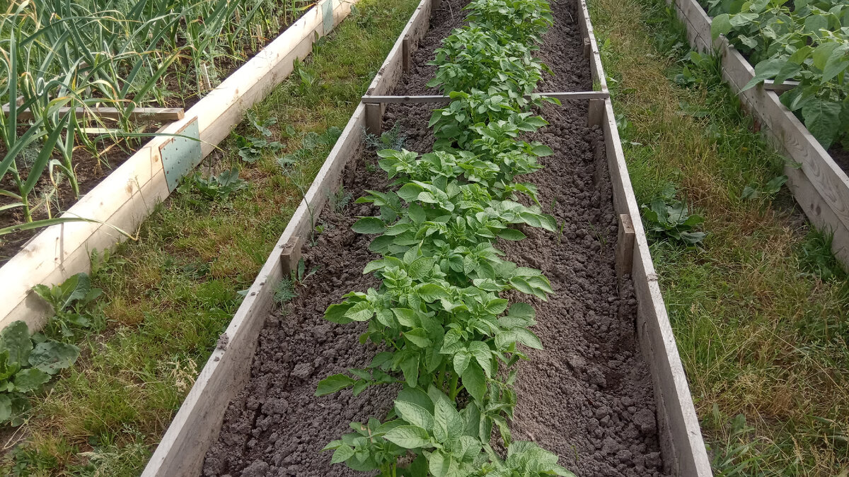 Моя красавица картошечка, посаженная в нужный день