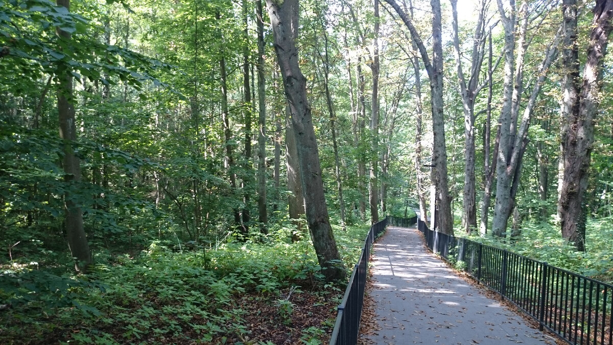 Парк от станции Светлогорск-1. Тихо, только птички поют и шишки падают с сосен и елей. Ах, да, еще белочки скачут с ветки на ветку...