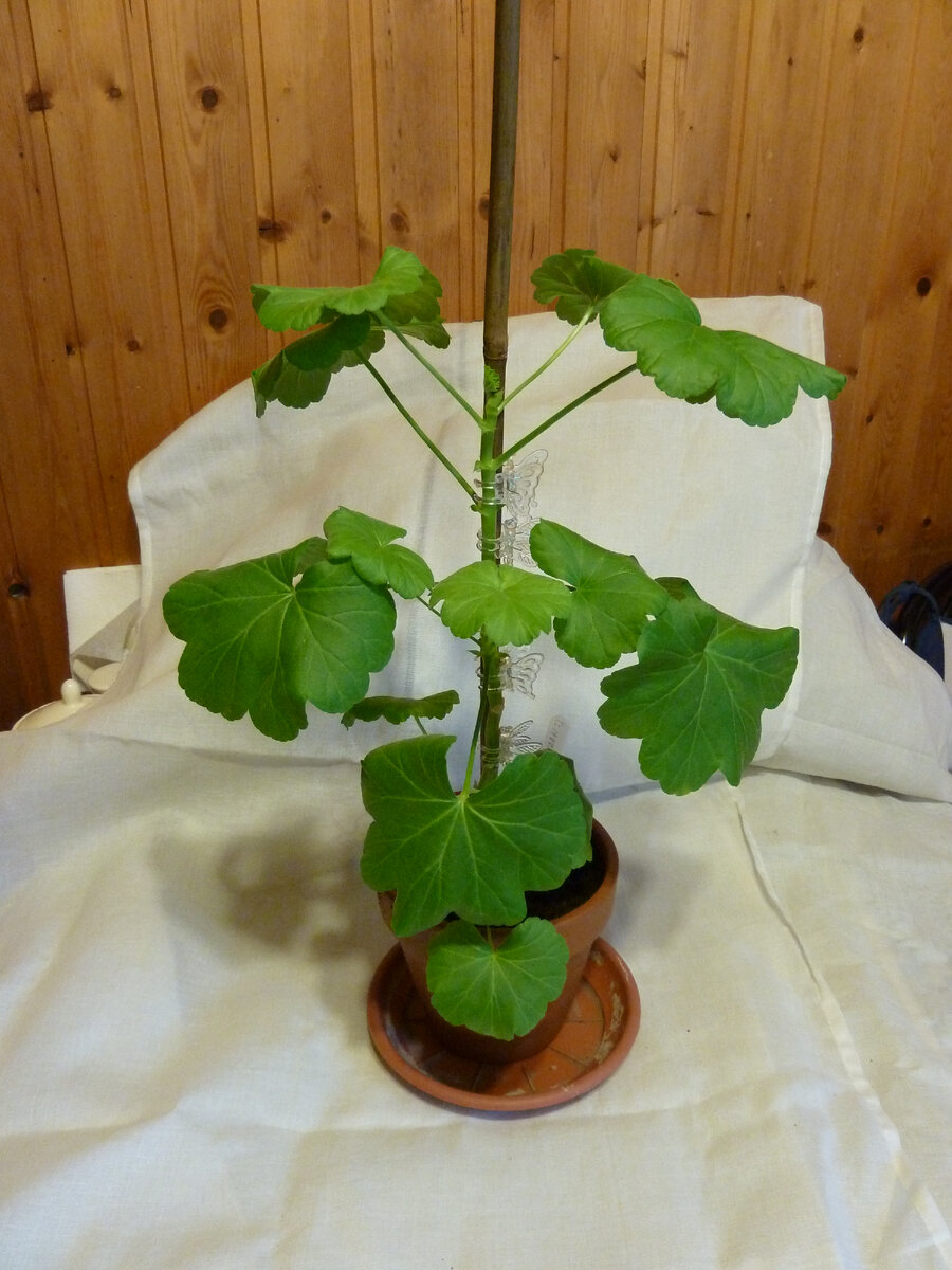 На фото начало формирования моей розебудной пеларгонии под кодовым названием "Роза Будды"