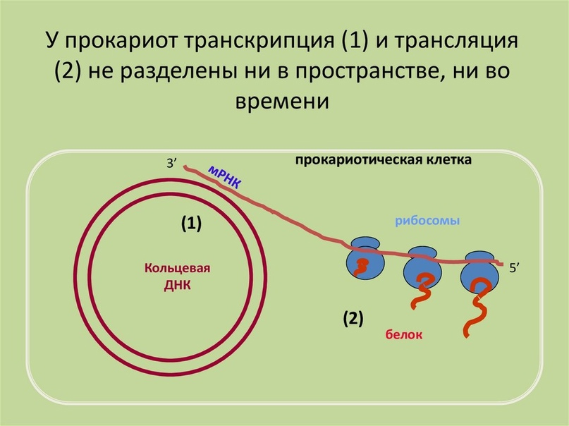 Синтез белка в бактериальной клетке. Схема процесса транскрипции прокариот. Схема транскрипции и трансляции прокариот. Различия в транскрипции и трансляции прокариот и эукариот. Транскрипция прокариот эукариот схема.