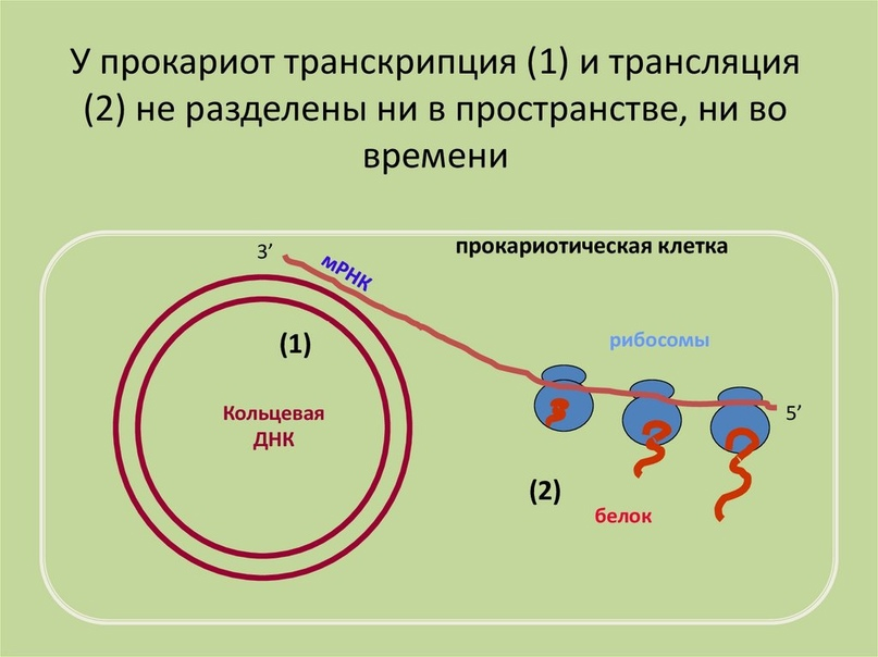 Схема транскрипции у прокариот. Схема процесса транскрипции прокариот. Транскрипция и трансляция у прокариот. Регуляция транскрипции и трансляции у прокариот и эукариот.