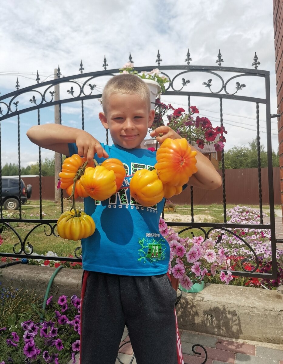 Мой старший сын Дима -  главный помощник по сбору урожая томатов. В руках сорт "Золотое лукошко". 