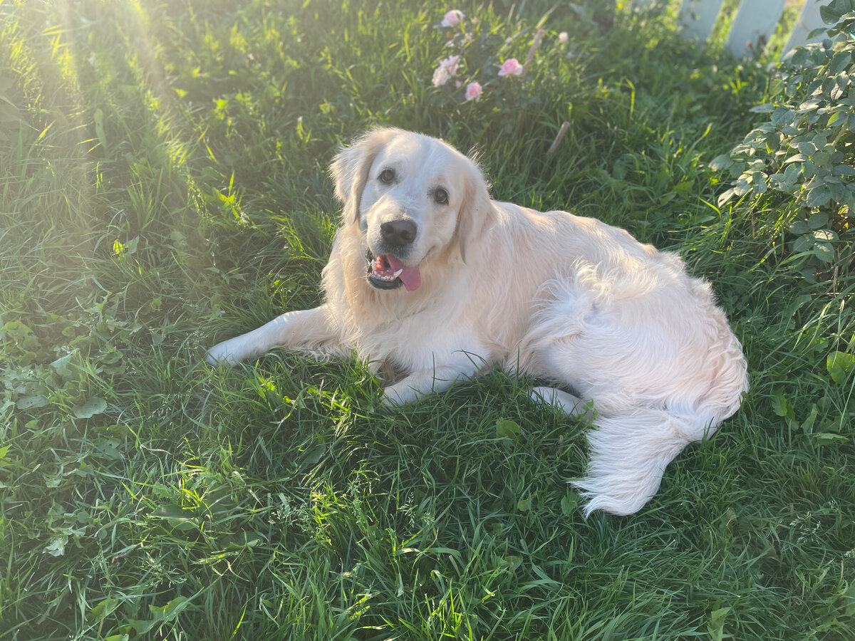 Золотистый ретривер Чарли.
