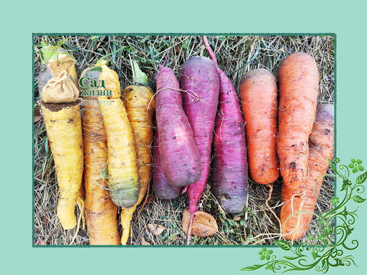 Советы по уборке моркови.