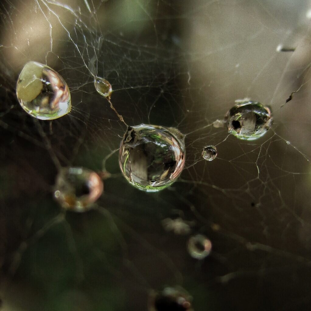 Дождевые капли красиво смотрятся и на паутине... / Изображение: spp-photo.ru