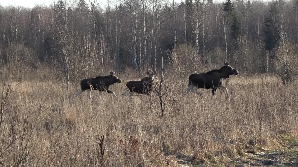 Фото из Яндекса.