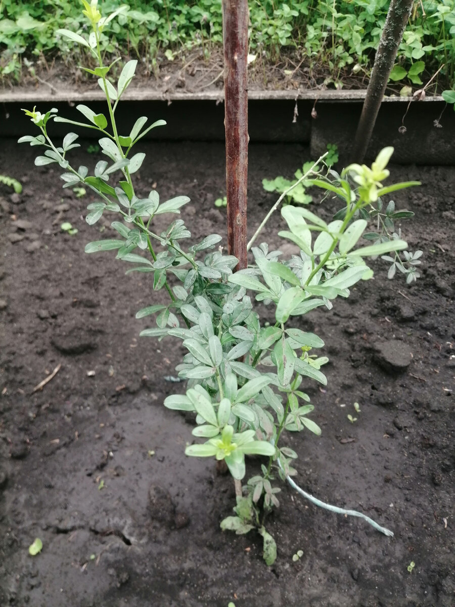 Фото автора. Неизвестное растение