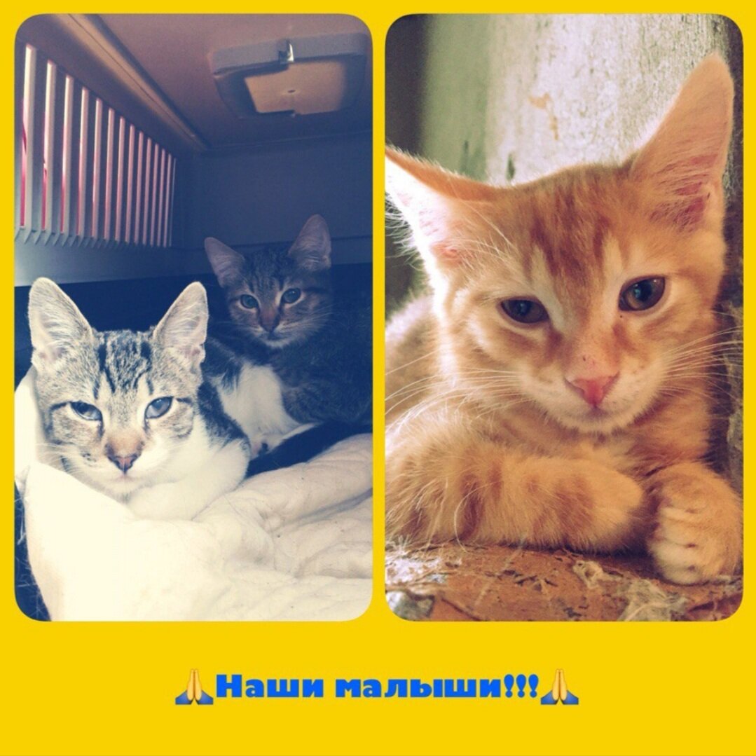 Слева сзади Ириска, впереди Барсик и справа малыш Нарцисс