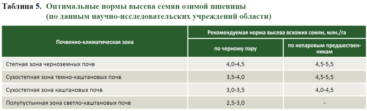 Норма высева озимой пшеницы в кг. Норма высева синяка. Мать и мачеха норма посева семян.