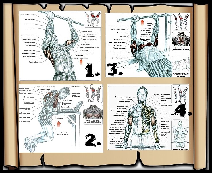 1- подтягивания обратным хватом, 2- отжимания на брусьях, 3- жим узким хватом, 4- подъём штанги на бицепс. Схемы взяты из книги Ф. Дэлавье "Анатомия силовых упражнений".