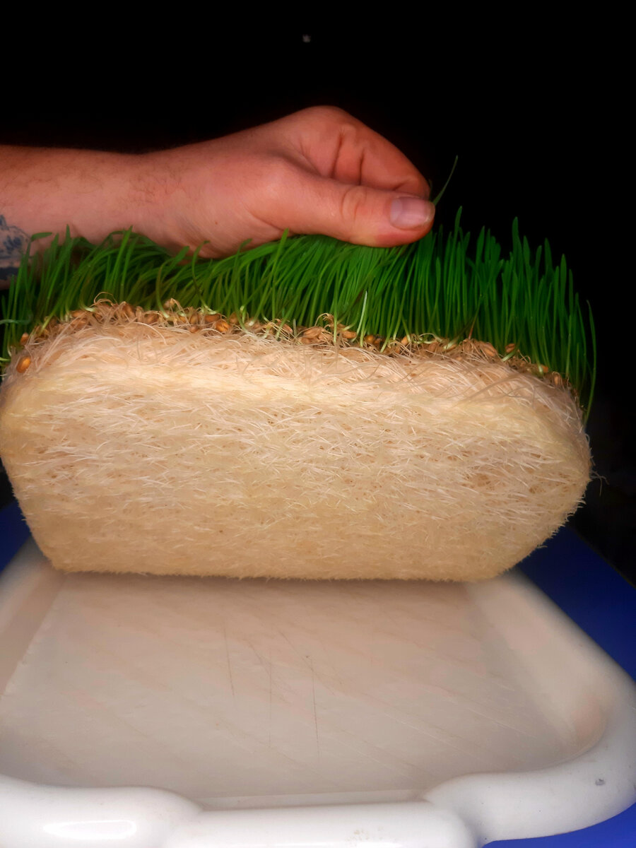 Зеленый ковёр, лакомство. Витграсс.